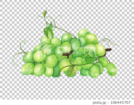 Watercolor painting of Green grapes. Watercolor painting of Green grapes. 106445707