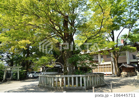 埼玉県熊谷市 むすびの神をお祀りする高城神社の御神木 埼玉県熊谷市 むすびの神をお祀りする高城神社の御神木 106445711