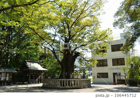 埼玉県熊谷市 むすびの神をお祀りする高城神社の御神木 埼玉県熊谷市 むすびの神をお祀りする高城神社の御神木 106445712