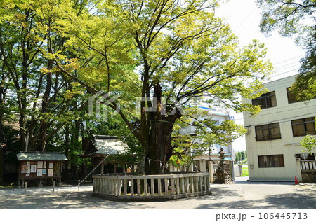 埼玉県熊谷市 むすびの神をお祀りする高城神社の御神木 埼玉県熊谷市 むすびの神をお祀りする高城神社の御神木 106445713