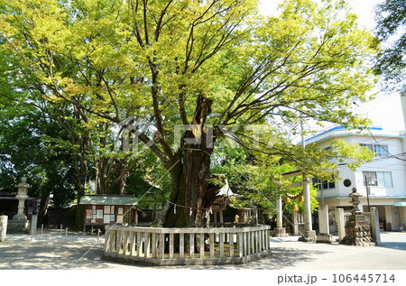 埼玉県熊谷市　むすびの神をお祀りする高城神社の御神木 106445714