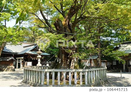 埼玉県熊谷市 むすびの神をお祀りする高城神社の御神木 埼玉県熊谷市 むすびの神をお祀りする高城神社の御神木 106445715