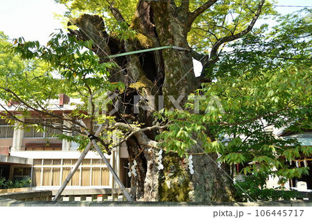 埼玉県熊谷市　むすびの神をお祀りする高城神社の御神木 106445717