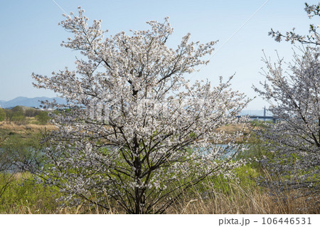 Yeongsan River Bicycle Path Yeongsan River Bicycle Path 106446531