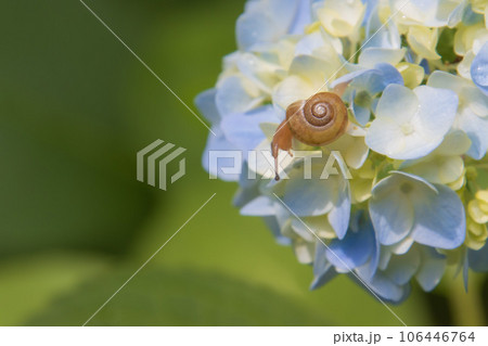 カタツムリとアジサイ カタツムリとアジサイ 106446764