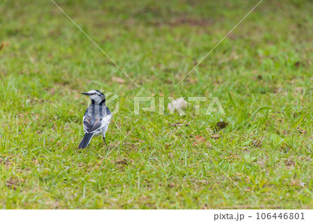 歩く小鳥 歩く小鳥 106446801
