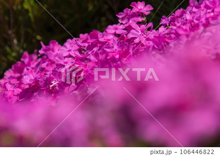 芝桜 106446822
