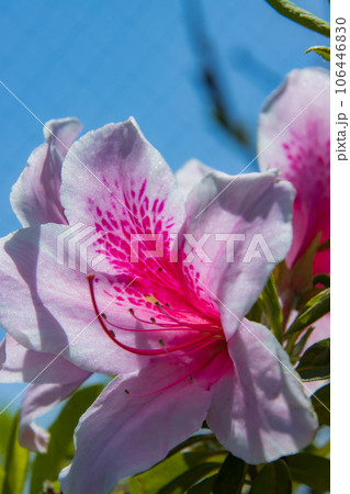 ツツジの花と青空 ツツジの花と青空 106446830