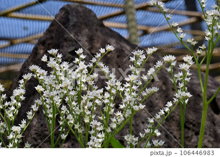 姫路考古(こうこ)園の美しい庭園に咲くタンチョウソウ 106446983
