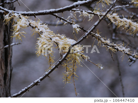 初雪の積もるカラマツ 106447410