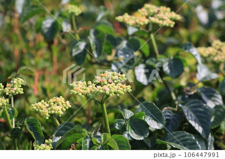 クローズアップ撮影したヤブカラシの花 クローズアップ撮影したヤブカラシの花 106447991
