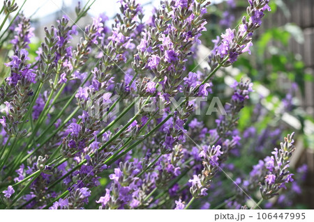 クローズアップ撮影したラベンダーの花 106447995