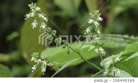 ミズタマソウの花 ミズタマソウの花 106448169