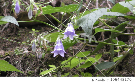 イワシャジンの花 106448170