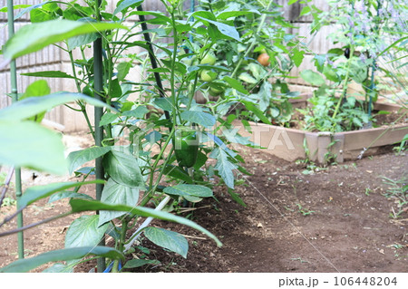 小規模な家庭菜園の風景 106448204