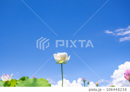 夏空と白い蓮の花 106448238
