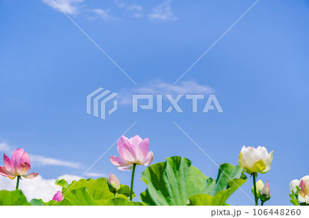 夏の空と蓮の花 夏の空と蓮の花 106448260