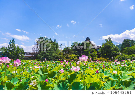 はす田と信濃国分寺 106448261
