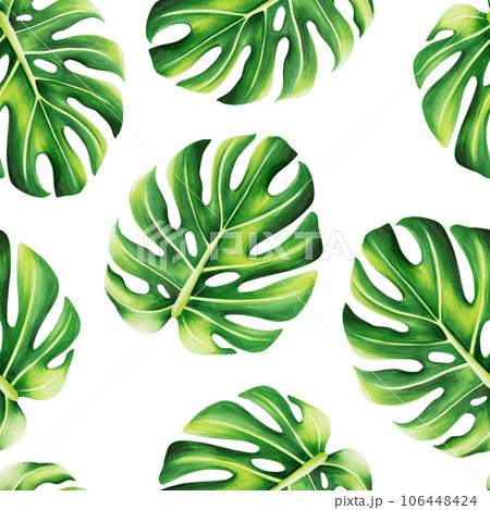 Watercolor seamless pattern with realistic tropical illustration of monstera isolated on white background. Beautiful botanical hand painted logo with floral elements. For designers, spa decoration, 106448424
