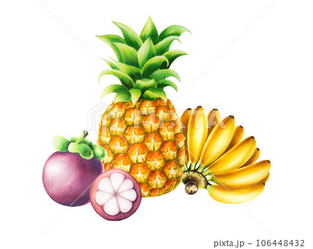 Watercolor fruit composition with fresh pineapple, mangosteens and bananas. Tropical illustrations isolated on white background. For designers, spa decoration, postcards, wedding, greetings, Watercolor fruit composition with fresh pineapple, mangosteens and bananas. Tropical illustrations isolated on white background. For designers, spa decoration, postcards, wedding, greetings, 106448432