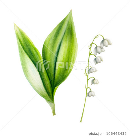 Watercolor lily of the valley flowers isolated on white background. Spring hand painted illustration. For designers, wedding, decoration, postcards, wrapping paper, scrapbooking, covers, invitations, Watercolor lily of the valley flowers isolated on white background. Spring hand painted illustration. For designers, wedding, decoration, postcards, wrapping paper, scrapbooking, covers, invitations, 106448433