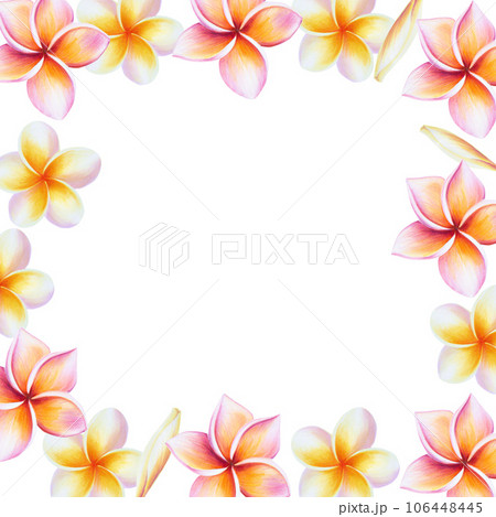 Watercolor frame with realistic tropical illustration of plumeria flowers with leaves isolated on white background. Beautiful botanical hand painted frangipani clip art. For designers, spa decoration, Watercolor frame with realistic tropical illustration of plumeria flowers with leaves isolated on white background. Beautiful botanical hand painted frangipani clip art. For designers, spa decoration, 106448445