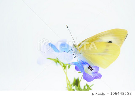 白背景に青い可愛いネモフィラの花に止まり羽を乾かす羽化直後のモンシロチョウのアップ 106448558