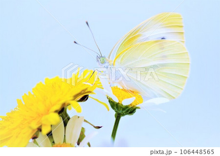 白バックにノースポールにのって黄色の蒲公英の花に前脚をかける可愛いモンシロチョウ 106448565