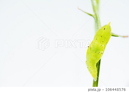 白バックに細い茎に止まって体をよじるモンシロチョウの透明感のある黄緑色の蛹 106448576