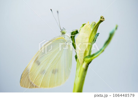 白背景にブロッコリーの乾いた茎で羽化したばかりの翅を伸ばすモンシロチョウと蛹の殻 白背景にブロッコリーの乾いた茎で羽化したばかりの翅を伸ばすモンシロチョウと蛹の殻 106448579