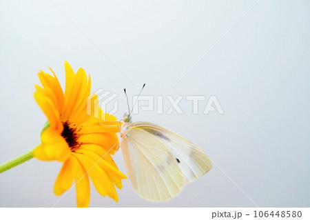 白背景に美しい一輪のカレンデュラのオレンジ色の花に止まるモンシロチョウ 106448580