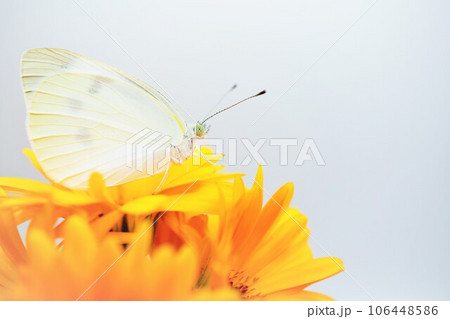 白バックにキンセンカの花の束の上に捉まる紋白蝶のクローズアップ 白バックにキンセンカの花の束の上に捉まる紋白蝶のクローズアップ 106448586