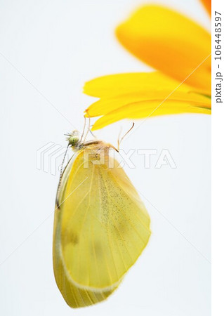 白背景にオレンジ色の花びらに掴まるモンシロチョウのアップ 白背景にオレンジ色の花びらに掴まるモンシロチョウのアップ 106448597