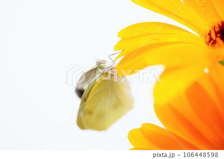 白背景に羽化したての翅をオレンジ色のカレンデュラの花びらで乾かすモンシロチョウ 106448598