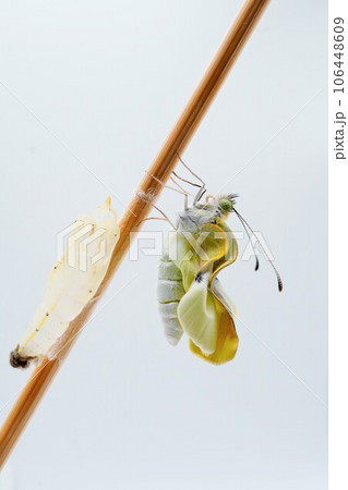 白バックに空の蛹の近くで竹串に捉まってしわしわの翅を乾かす一匹のモンシロチョウ、縦位置 白バックに空の蛹の近くで竹串に捉まってしわしわの翅を乾かす一匹のモンシロチョウ、縦位置 106448609