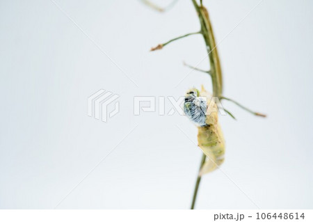 白背景に小松菜の細く枯れた茎に固定したサナギの背中が割れ羽化する最中のモンシロチョウ 106448614