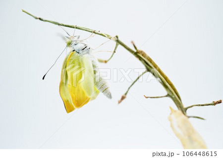 白背景に枯れた枝をしわしわの翅で登る羽化直後のモンシロチョウと空の蛹 106448615