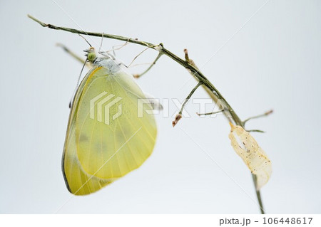 白背景に枯れた枝でたたまれていた翅を広げる羽化したばかりの紋白蝶と空の透明なサナギ 106448617