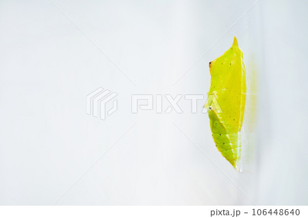 白背景に蛹化したばかりの小さな黄緑色の透明感のあるモンシロチョウのサナギ 106448640