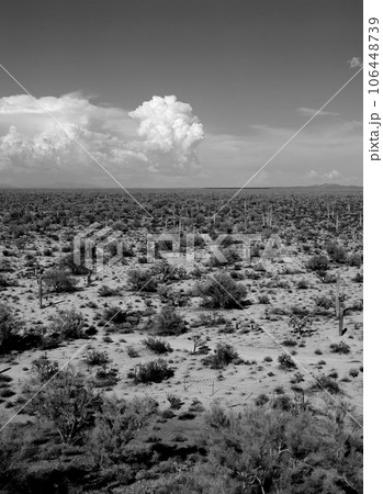 Film Image Sonora Desert Arizona Monochrome 106448739