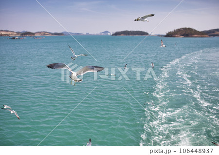 Seagulls on the sea Seagulls on the sea 106448937