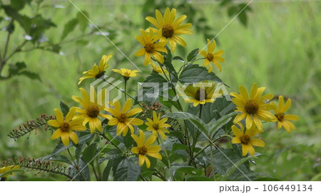 キクイモモドキの花 キクイモモドキの花 106449134