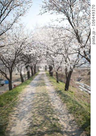 plum blossom in the park plum blossom in the park 106449370