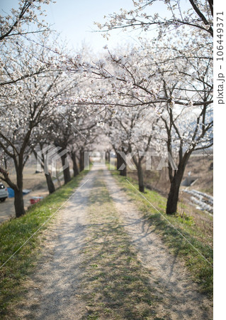 cherry blossom in spring 106449371