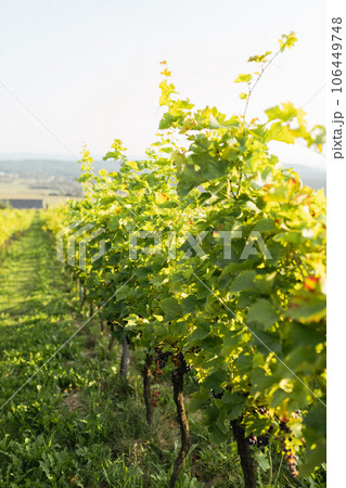 Vineyards with grapevine for wine production near a winery. Grape field growing for wine. Summer scenery. Nature mountains background with wine yard in autumn harvest. 106449748