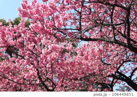 寒緋桜 106449851