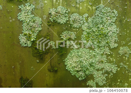 background, texture - surface covered with lichens and moss 106450078