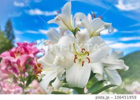 ひときわ青空に映える白ゆりの花 ひときわ青空に映える白ゆりの花 106451958
