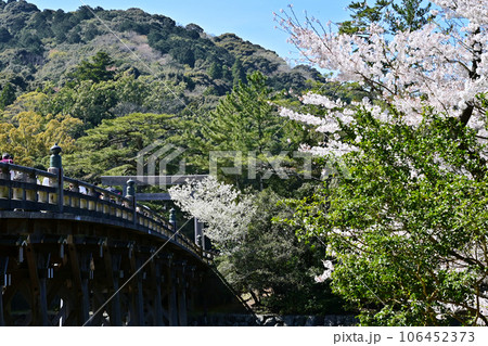 春の伊勢神宮　桜咲く宇治橋の風景　春爛漫の内宮の風景　桜と鳥居と宇治橋 106452373
