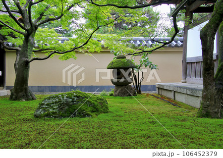 大徳寺 塔頭 黄梅院 苔むした石灯籠 大徳寺 塔頭 黄梅院 苔むした石灯籠 106452379